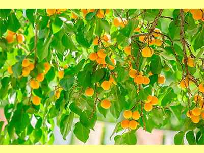 fruta albaricoque