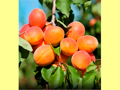 fruta albaricoque