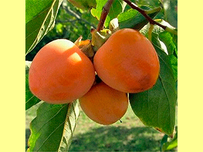 fruta caqui