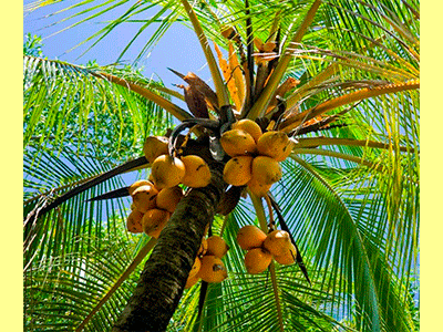 fruta coco