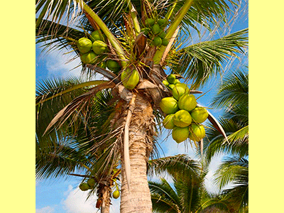 fruta coco