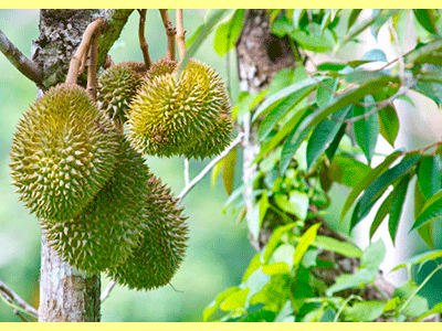 fruta durian