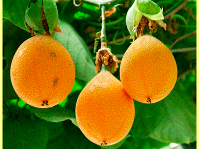 fruta granadilla