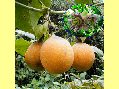 fruta granadilla