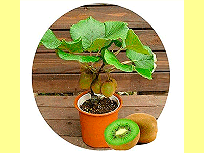 fruta kiwi