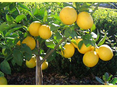 fruta limon