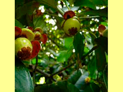 fruta mangostan