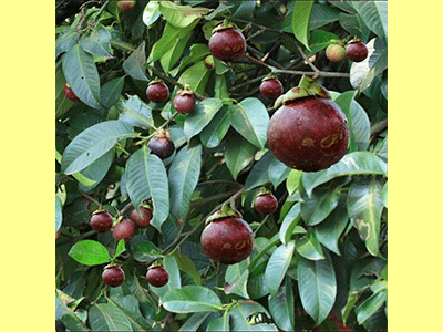 fruta mangostan