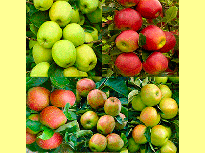 fruta manzana