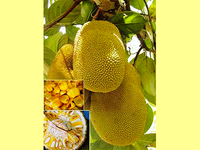 fruta nangka