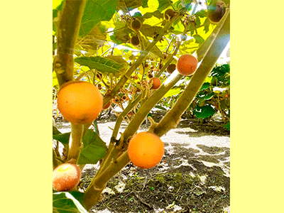 fruta naranjilla de quito