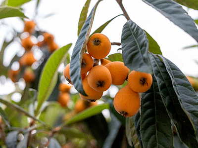 fruta nispero