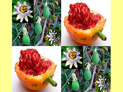 fruta pasionaria