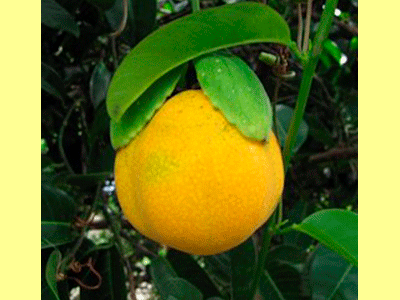 fruta limon de agua