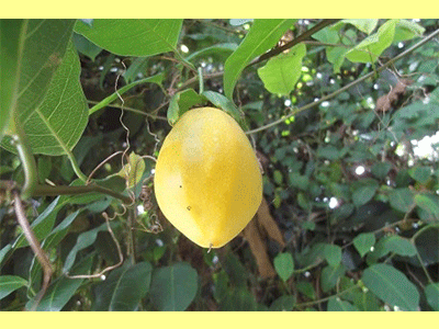 fruta limon de agua