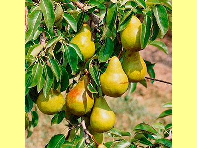 fruta pera