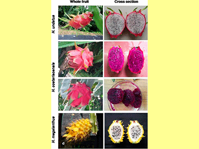 fruta pitahaya