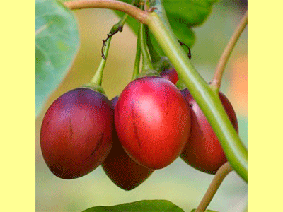 fruta tamarillo