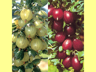 fruta uvaespinosa