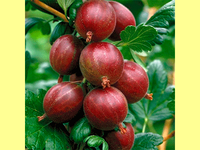 fruta uvaespinosa