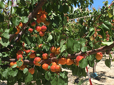 Fruta Albaricoque