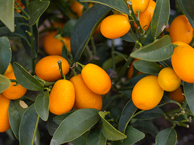 Fruta Kumquat