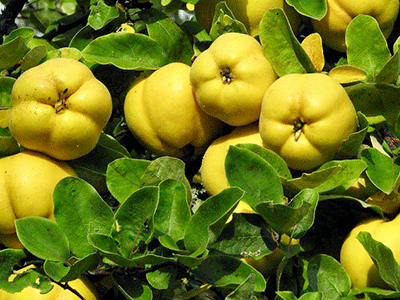 Fruta Membrillo