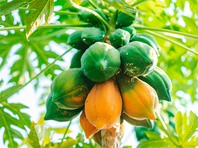 Fruta Papaya